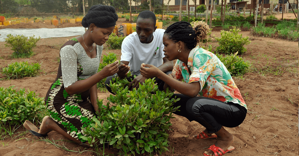 Students in the test field at UAC in Benin