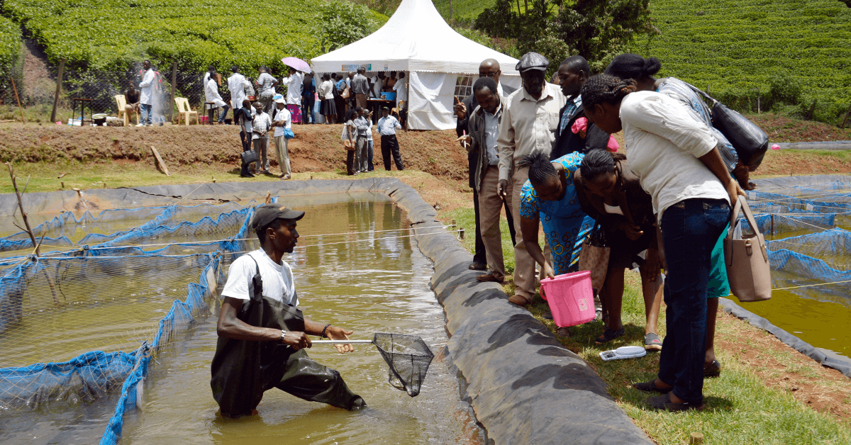 Karatina University aquaculture
