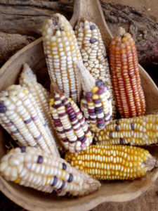 Maize